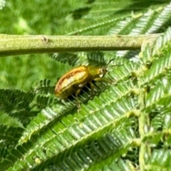 Calomela juncta at Aranda, ACT - 10 Jan 2024