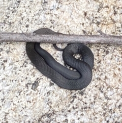 Unidentified Snake at Namadgi National Park - 10 Jan 2024 by AdamHenderson