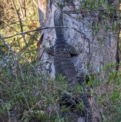 Varanus varius (Lace Monitor) at Burrinjuck, NSW - 10 Jan 2024 by Bidge