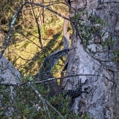 Varanus varius at Burrinjuck, NSW - suppressed