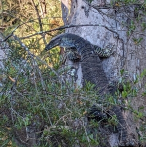 Varanus varius at Burrinjuck, NSW - suppressed