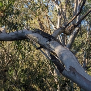 Varanus varius at Burrinjuck, NSW - suppressed