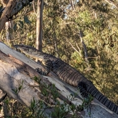 Varanus varius at Burrinjuck, NSW - suppressed