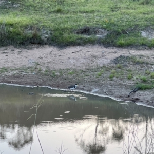 Vanellus miles at Denman Prospect, ACT - 10 Jan 2024 07:36 PM