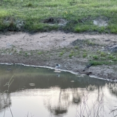 Vanellus miles at Denman Prospect, ACT - 10 Jan 2024 07:36 PM