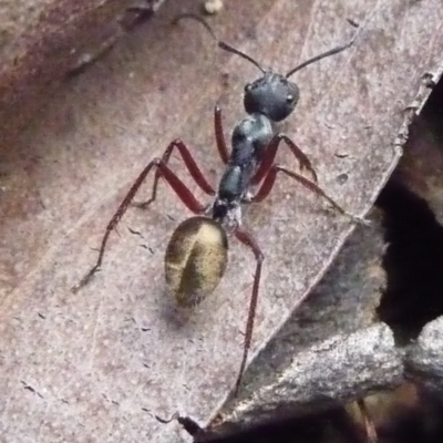 Camponotus suffusus (Golden-tailed sugar ant) at QPRC LGA - 26 Apr 2009 by arjay