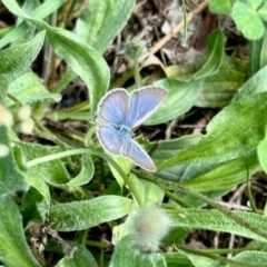 Zizina otis (Common Grass-Blue) at Aranda, ACT - 9 Jan 2024 by KMcCue