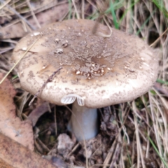 Amanita sp. (Amanita sp.) at Captains Flat, NSW - 10 Jan 2024 by Csteele4