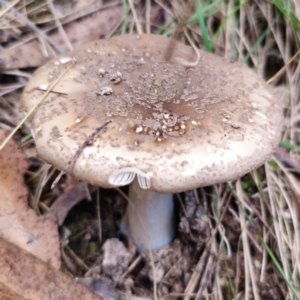 Amanita sp. at QPRC LGA - 10 Jan 2024