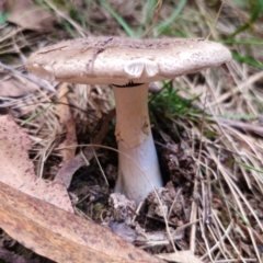 Amanita sp. at QPRC LGA - 10 Jan 2024