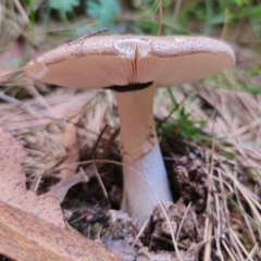 Amanita sp. at QPRC LGA - 10 Jan 2024 07:55 PM