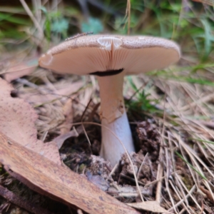 Amanita sp. at QPRC LGA - 10 Jan 2024 07:55 PM