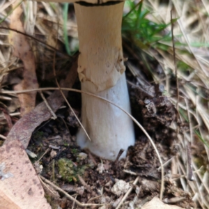 Amanita sp. at QPRC LGA - 10 Jan 2024 07:55 PM