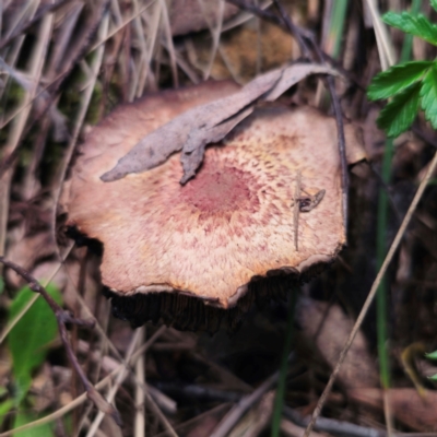 Agaricus sp. (Agaricus) at QPRC LGA - 10 Jan 2024 by Csteele4