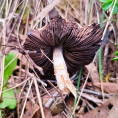 Agaricus sp. at QPRC LGA - 10 Jan 2024