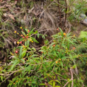 Leucopogon affinis at QPRC LGA - 10 Jan 2024