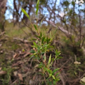 Leucopogon affinis at QPRC LGA - 10 Jan 2024