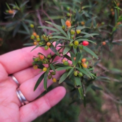 Leucopogon affinis at QPRC LGA - 10 Jan 2024