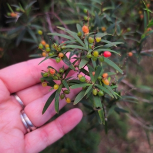 Leucopogon affinis at QPRC LGA - 10 Jan 2024