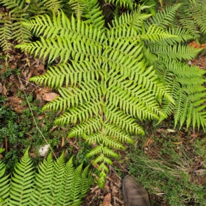 Calochlaena dubia at QPRC LGA - 10 Jan 2024