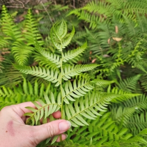 Calochlaena dubia at QPRC LGA - 10 Jan 2024