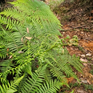 Calochlaena dubia at QPRC LGA - 10 Jan 2024