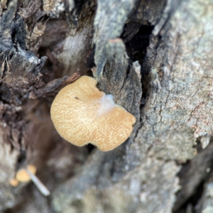 Crepidotus nephrodes at suppressed - suppressed