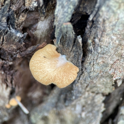 Crepidotus nephrodes (Crepidotus nephrodes) at Phillip, ACT - 10 Jan 2024 by Hejor1