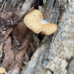 Crepidotus nephrodes at suppressed - suppressed