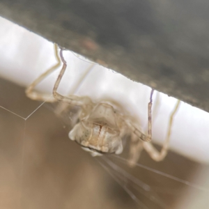 Anisoptera (suborder) at Phillip, ACT - 10 Jan 2024