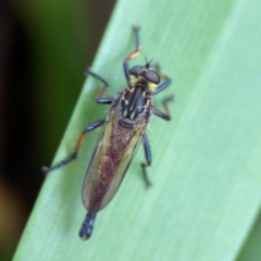 Anisoptera (suborder) at Phillip, ACT - 10 Jan 2024