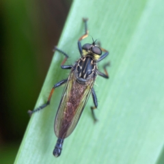 Zosteria rosevillensis (A robber fly) at Phillip, ACT - 10 Jan 2024 by Hejor1