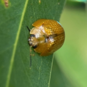 Paropsisterna cloelia at Phillip, ACT - 10 Jan 2024