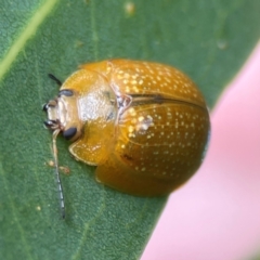 Paropsisterna cloelia at Phillip, ACT - 10 Jan 2024