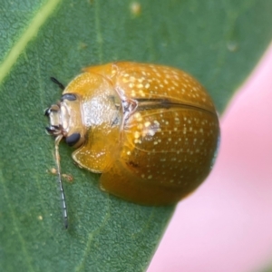 Paropsisterna cloelia at Phillip, ACT - 10 Jan 2024