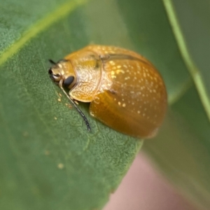 Paropsisterna cloelia at Phillip, ACT - 10 Jan 2024