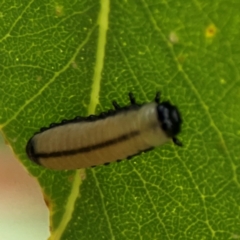 Paropsisterna cloelia at Phillip, ACT - 10 Jan 2024 02:11 PM