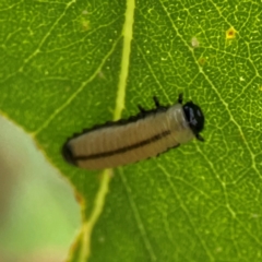 Paropsisterna cloelia at Phillip, ACT - 10 Jan 2024