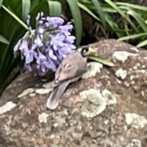 Manorina melanocephala at Phillip, ACT - 10 Jan 2024