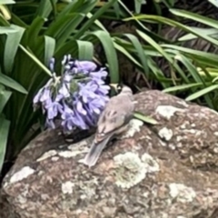 Manorina melanocephala at Phillip, ACT - 10 Jan 2024