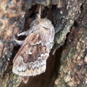 Pernattia pusilla at Phillip, ACT - 10 Jan 2024 02:15 PM