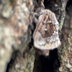 Pernattia pusilla at Phillip, ACT - 10 Jan 2024 02:15 PM