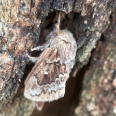 Pernattia pusilla at Phillip, ACT - 10 Jan 2024 02:15 PM