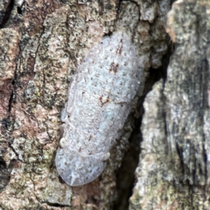 Ledromorpha planirostris at Phillip, ACT - 10 Jan 2024