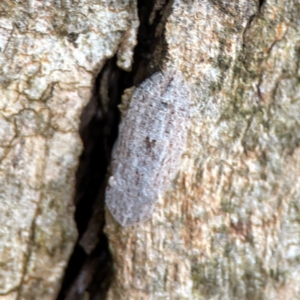 Ledromorpha planirostris at Phillip, ACT - 10 Jan 2024