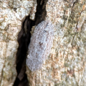 Ledromorpha planirostris at Phillip, ACT - 10 Jan 2024