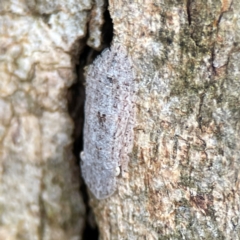 Ledromorpha planirostris at Phillip, ACT - 10 Jan 2024