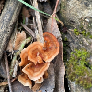 Podoscypha petalodes at Phillip, ACT - 10 Jan 2024