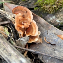 Podoscypha petalodes at Phillip, ACT - 10 Jan 2024