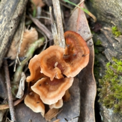 Podoscypha petalodes at Phillip, ACT - 10 Jan 2024